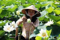 [ẢNH] Mùa sen thanh khiết trên khắp nẻo miền Trung 