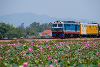 [ẢNH] Mùa sen thanh khiết trên khắp nẻo miền Trung 