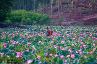 [ẢNH] Mùa sen thanh khiết trên khắp nẻo miền Trung 