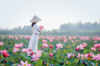 [ẢNH] Mùa sen thanh khiết trên khắp nẻo miền Trung 