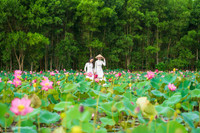 [ẢNH] Mùa sen thanh khiết trên khắp nẻo miền Trung 