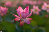 [ẢNH] Mùa sen thanh khiết trên khắp nẻo miền Trung 