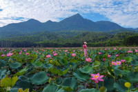 [ẢNH] Mùa sen thanh khiết trên khắp nẻo miền Trung 