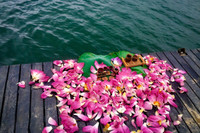 [ẢNH] Mùa sen thanh khiết trên khắp nẻo miền Trung 