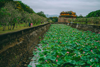 [ẢNH] Mùa sen thanh khiết trên khắp nẻo miền Trung 