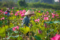 [ẢNH] Mùa sen thanh khiết trên khắp nẻo miền Trung 