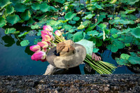 [ẢNH] Mùa sen thanh khiết trên khắp nẻo miền Trung 