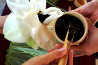 [ẢNH] Mùa sen thanh khiết trên khắp nẻo miền Trung 