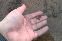 [ẢNH] Bò lùn nhỏ nhất thế giới và những sinh vật tí hon siêu hiếm