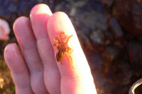 [ẢNH] Bò lùn nhỏ nhất thế giới và những sinh vật tí hon siêu hiếm