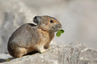 [ẢNH] Cận cảnh sinh vật được mệnh danh là 'kẻ trộm đáng yêu nhất trong tự nhiên'