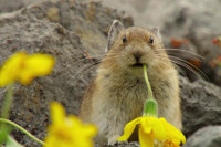 [ẢNH] Cận cảnh sinh vật được mệnh danh là 'kẻ trộm đáng yêu nhất trong tự nhiên'