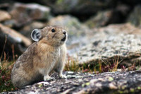 [ẢNH] Cận cảnh sinh vật được mệnh danh là 'kẻ trộm đáng yêu nhất trong tự nhiên'