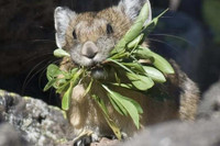 [ẢNH] Cận cảnh sinh vật được mệnh danh là 'kẻ trộm đáng yêu nhất trong tự nhiên'