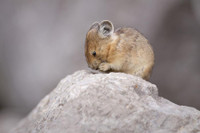 [ẢNH] Cận cảnh sinh vật được mệnh danh là 'kẻ trộm đáng yêu nhất trong tự nhiên'