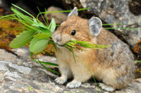 [ẢNH] Cận cảnh sinh vật được mệnh danh là 'kẻ trộm đáng yêu nhất trong tự nhiên'