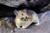 [ẢNH] Cận cảnh sinh vật được mệnh danh là 'kẻ trộm đáng yêu nhất trong tự nhiên'