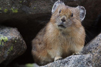 [ẢNH] Cận cảnh sinh vật được mệnh danh là 'kẻ trộm đáng yêu nhất trong tự nhiên'