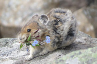 [ẢNH] Cận cảnh sinh vật được mệnh danh là 'kẻ trộm đáng yêu nhất trong tự nhiên'