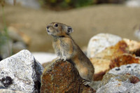 [ẢNH] Cận cảnh sinh vật được mệnh danh là 'kẻ trộm đáng yêu nhất trong tự nhiên'