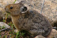 [ẢNH] Cận cảnh sinh vật được mệnh danh là 'kẻ trộm đáng yêu nhất trong tự nhiên'