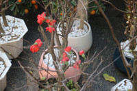 Chợ hoa Hàng Lược rộn ràng đón Tết Nhâm Dần 2022