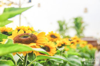 Đường hoa Home Hanoi Xuan 2022 rực rỡ đón du khách ghé thăm