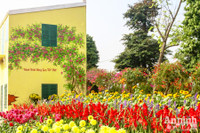 Đường hoa Home Hanoi Xuan 2022 rực rỡ đón du khách ghé thăm