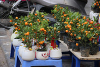 Chợ hoa Hàng Lược rộn ràng đón Tết Nhâm Dần 2022