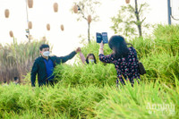 Đường hoa Home Hanoi Xuan 2022 rực rỡ đón du khách ghé thăm