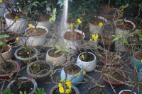 Chợ hoa Hàng Lược rộn ràng đón Tết Nhâm Dần 2022