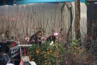 Chợ hoa Hàng Lược rộn ràng đón Tết Nhâm Dần 2022