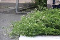 Hòa mình vào không khí đón Tết Nhâm Dần 2022 trên phố bích họa Phùng Hưng