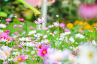 Đường hoa Home Hanoi Xuan 2022 rực rỡ đón du khách ghé thăm