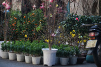 Chợ hoa Hàng Lược rộn ràng đón Tết Nhâm Dần 2022