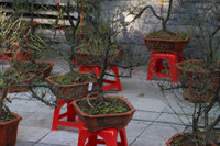 Chợ hoa Hàng Lược rộn ràng đón Tết Nhâm Dần 2022