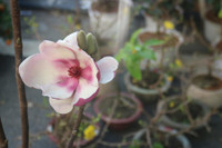 Chợ hoa Hàng Lược rộn ràng đón Tết Nhâm Dần 2022