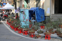 Chợ hoa Hàng Lược rộn ràng đón Tết Nhâm Dần 2022