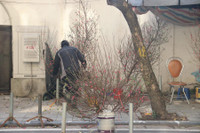 Chợ hoa Hàng Lược rộn ràng đón Tết Nhâm Dần 2022