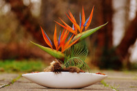 [ẢNH] Cảnh giác trước những loại cây cảnh đẹp nhưng lại ‘cực độc’