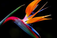 [ẢNH] Cảnh giác trước những loại cây cảnh đẹp nhưng lại ‘cực độc’