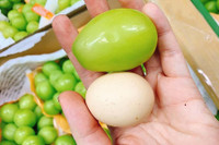 [ẢNH] Những điều thú vị về loại nho Nhật ‘siêu to’, có tiền cũng khó mua được 