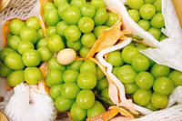 [ẢNH] Những điều thú vị về loại nho Nhật ‘siêu to’, có tiền cũng khó mua được 