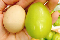 [ẢNH] Những điều thú vị về loại nho Nhật ‘siêu to’, có tiền cũng khó mua được 