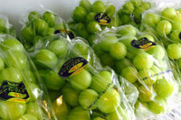 [ẢNH] Những điều thú vị về loại nho Nhật ‘siêu to’, có tiền cũng khó mua được 