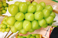 [ẢNH] Những điều thú vị về loại nho Nhật ‘siêu to’, có tiền cũng khó mua được 