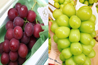 [ẢNH] Những điều thú vị về loại nho Nhật ‘siêu to’, có tiền cũng khó mua được 