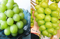 [ẢNH] Những điều thú vị về loại nho Nhật ‘siêu to’, có tiền cũng khó mua được 