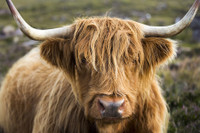 [ẢNH] Những loài động vật sở hữu bộ lông kỳ lạ nhất thế giới