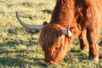 [ẢNH] Những loài động vật sở hữu bộ lông kỳ lạ nhất thế giới